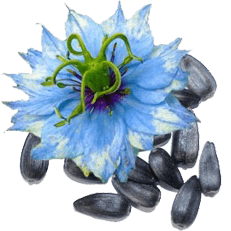 nigellasativa home flower